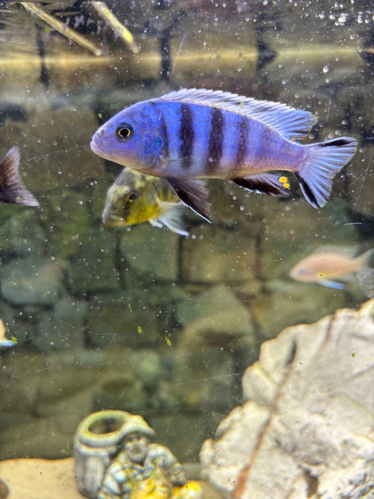 Gorgeous Malawi cichlids 