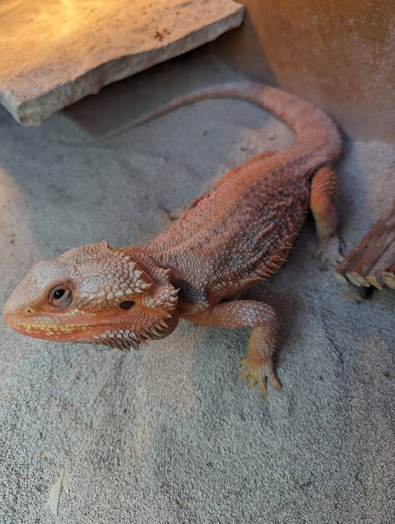 Beaded dragon and set up 