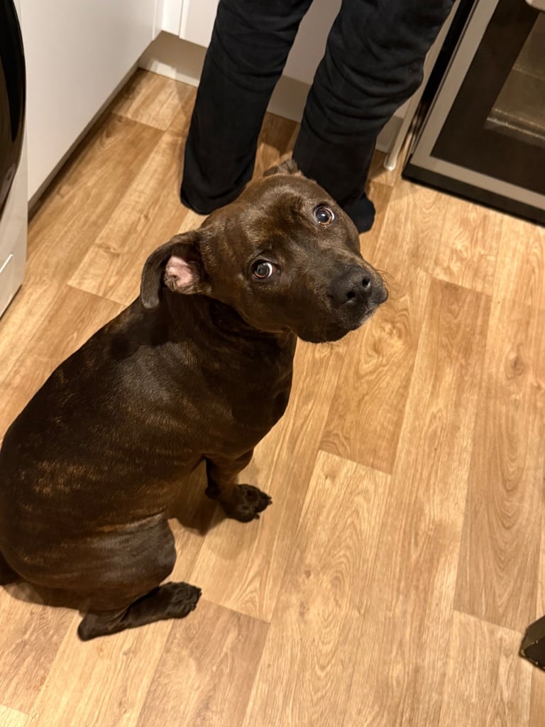 image for 8 month old female staffie 