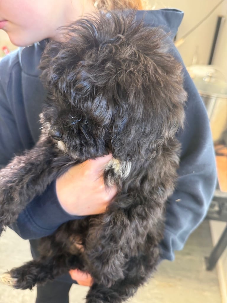 🖤Beautiful curly cavapoo boy 🧸