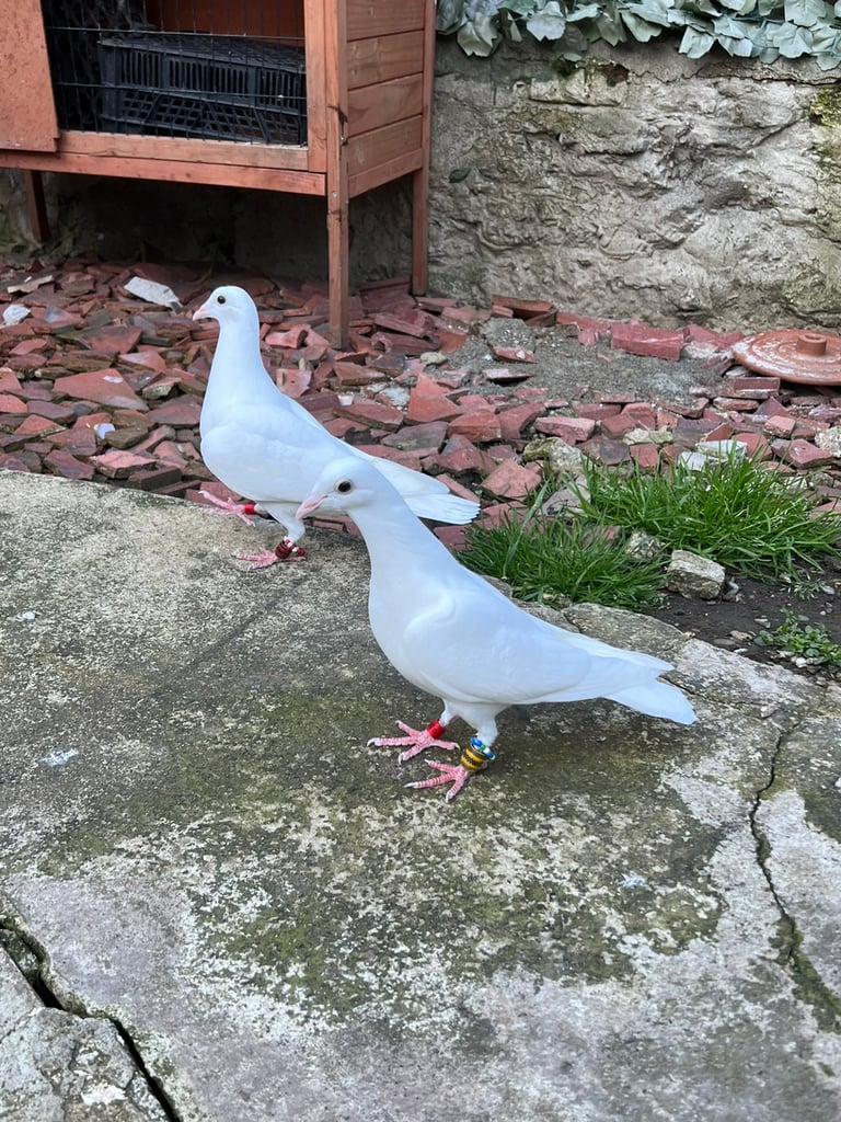 Racing pigeons for sale ( mix colour ) 