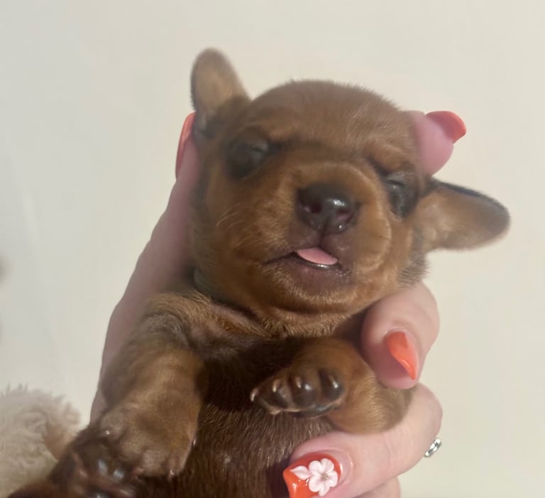 Miniature dachshunds 