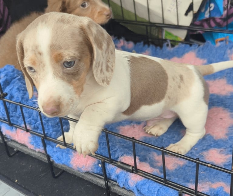 Miniature dachshund Isabella dapple pied
