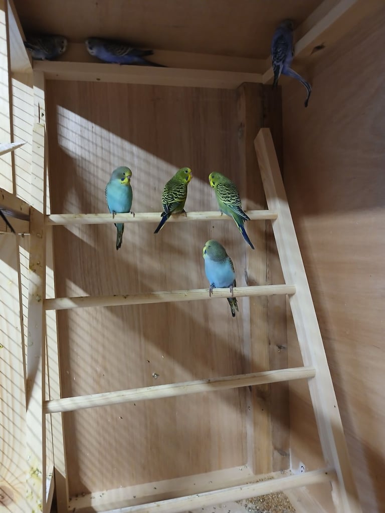 Baby Budgies. Lovely colours.
