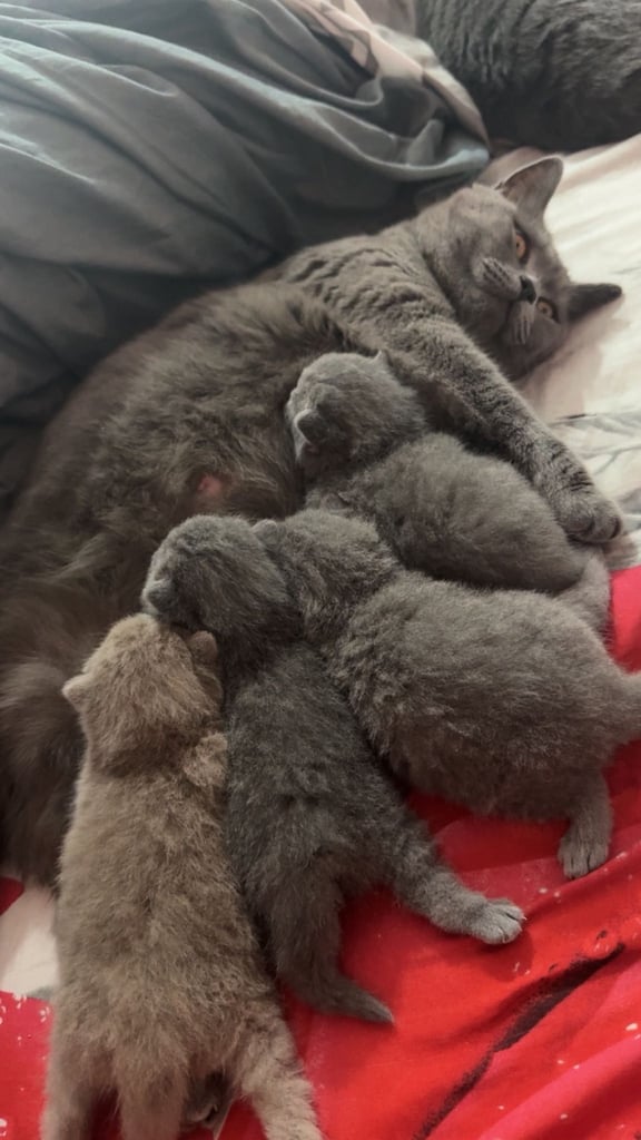 1 Beautiful British Shorthair Girl