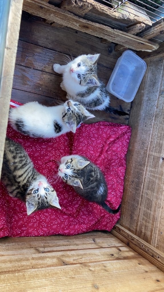 8 week old kittens 