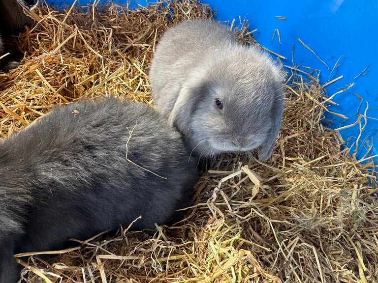 image for Dutch dwarf babies rabbits