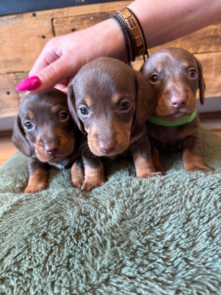 **Ready to leave now** 2 miniature dachshund boys