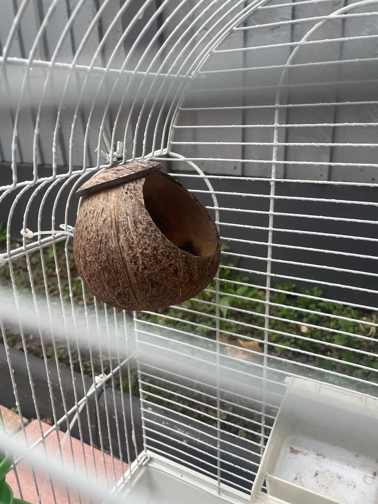 Bird cage 