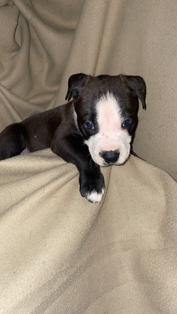 image for Exclusive Bull Herder Puppies – Working Bloodline