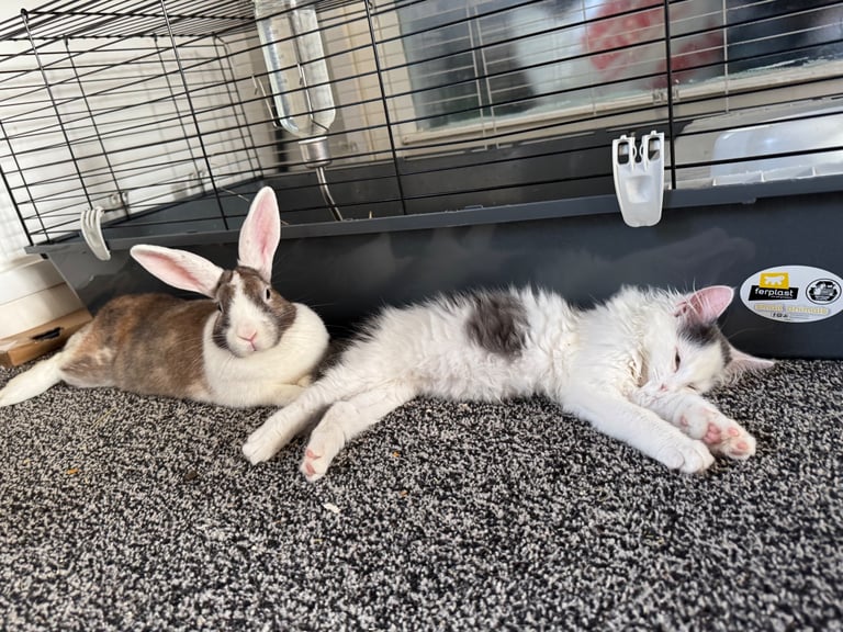 Female rabbit+cage for sale