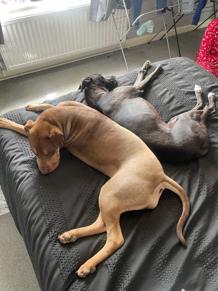 Sharpei x labrador