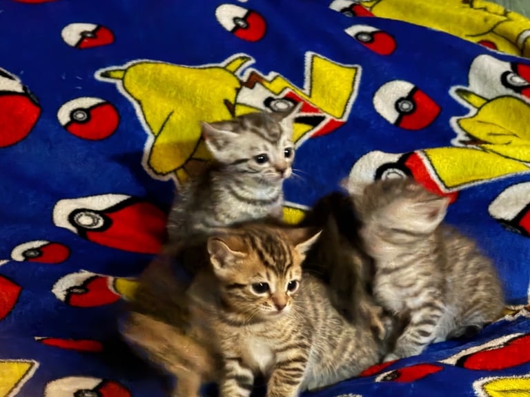 Bengal kittens 