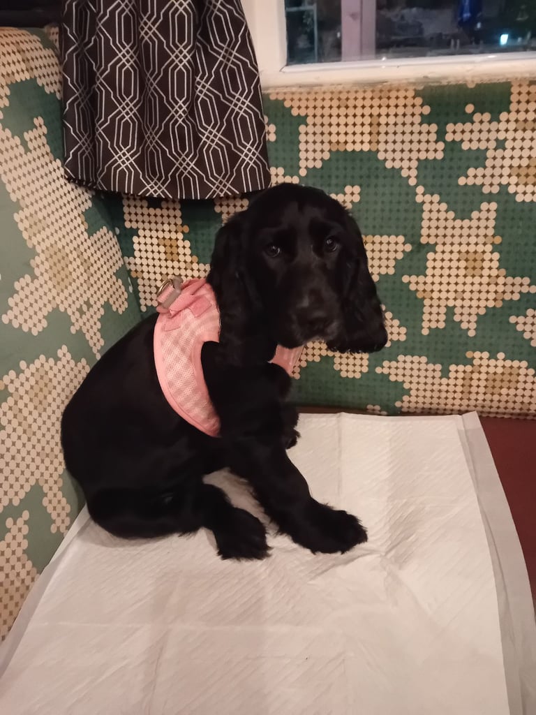 Puppy girl puppy boy