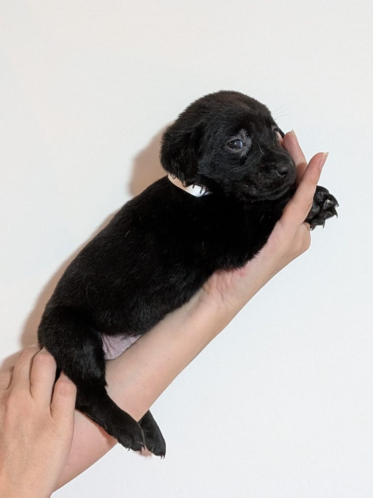 Reducrd* 11 KC reg, labrador retrievers, 10weeks old.