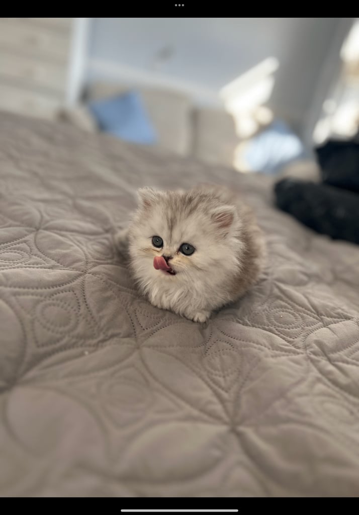 **LAST 2** Beautiful Pure Persian Kittens PKD Neg