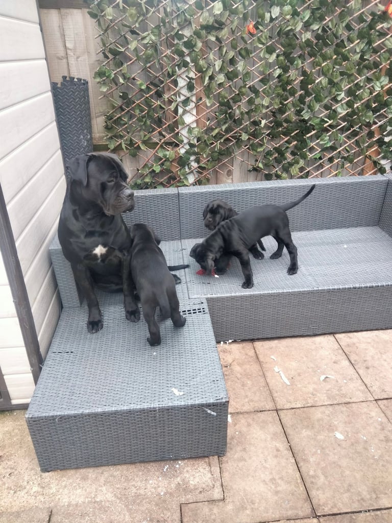 Cane Corso puppies black 2/11/25 one girl and one boy left