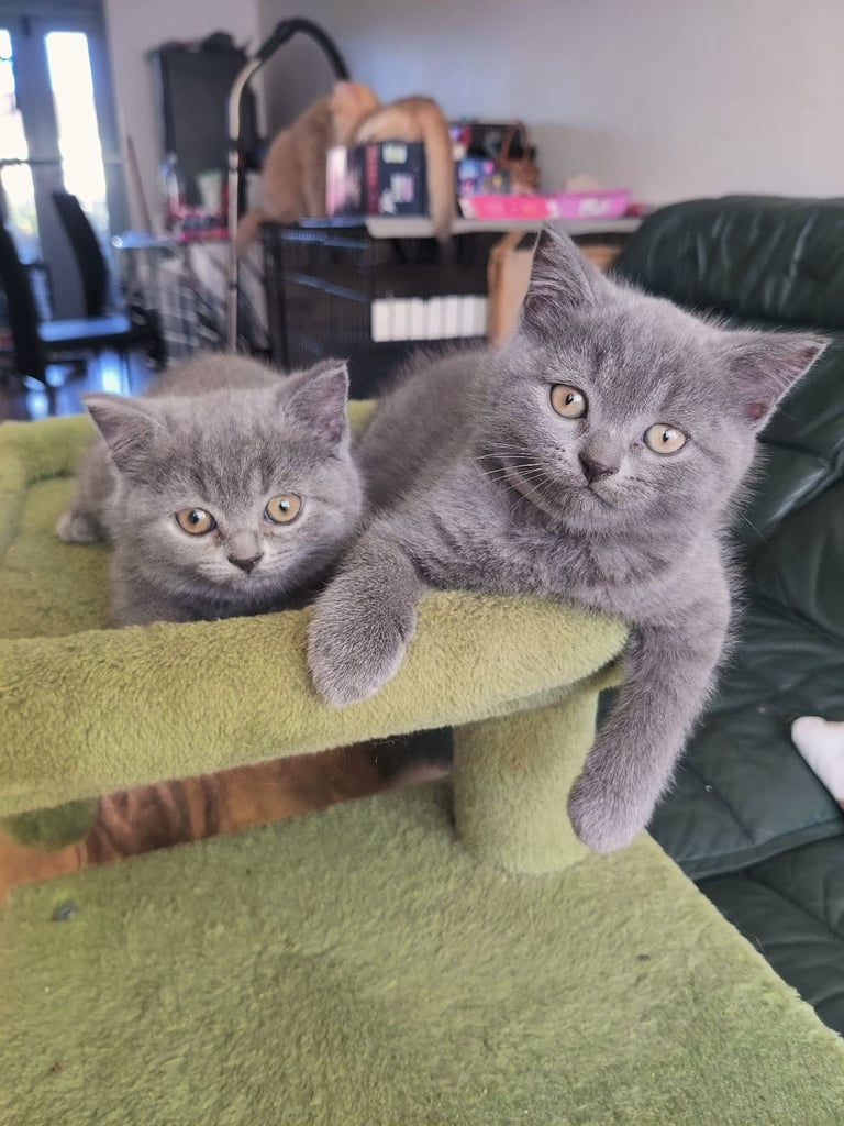 British short kittens for sale 