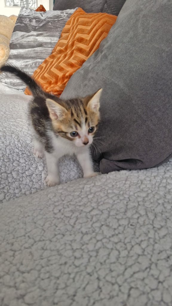 8 week old kittens 