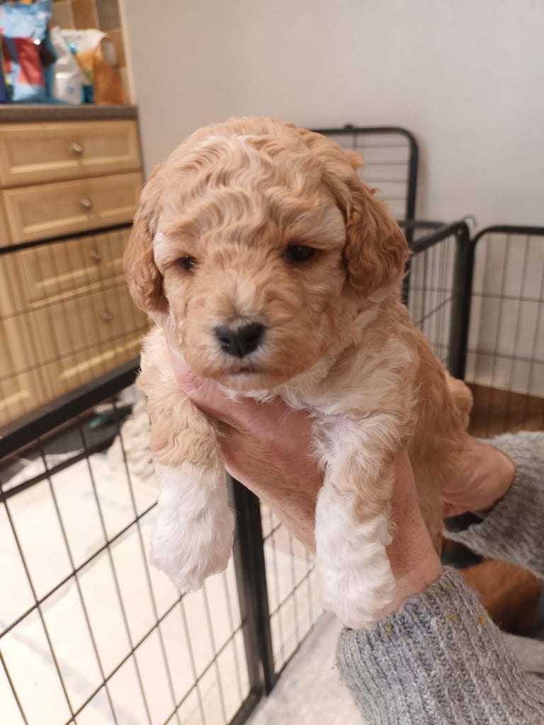 Poochon puppies 
