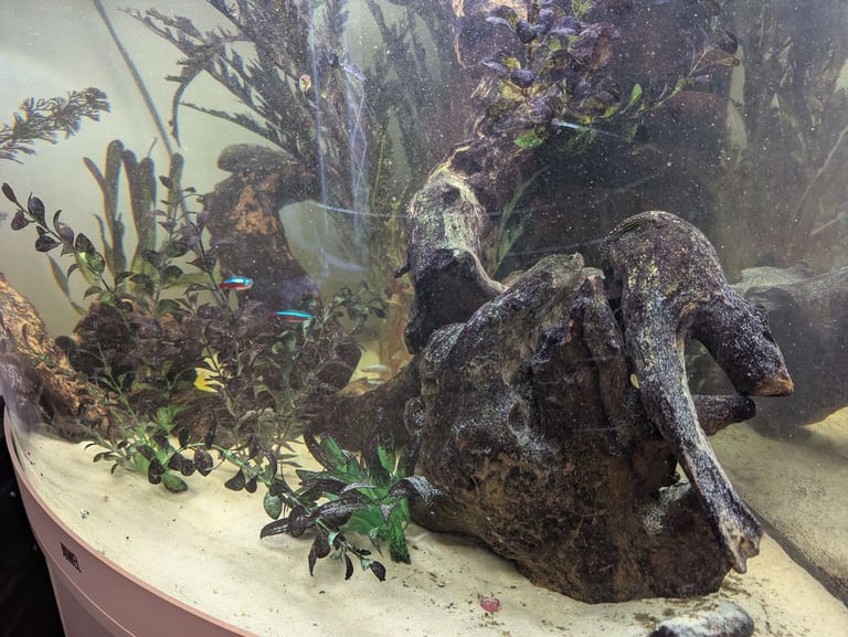 Juwel corner tank 