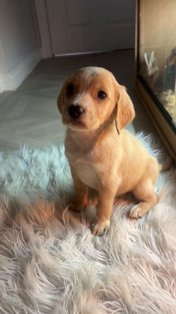 Labrador puppies last girl 