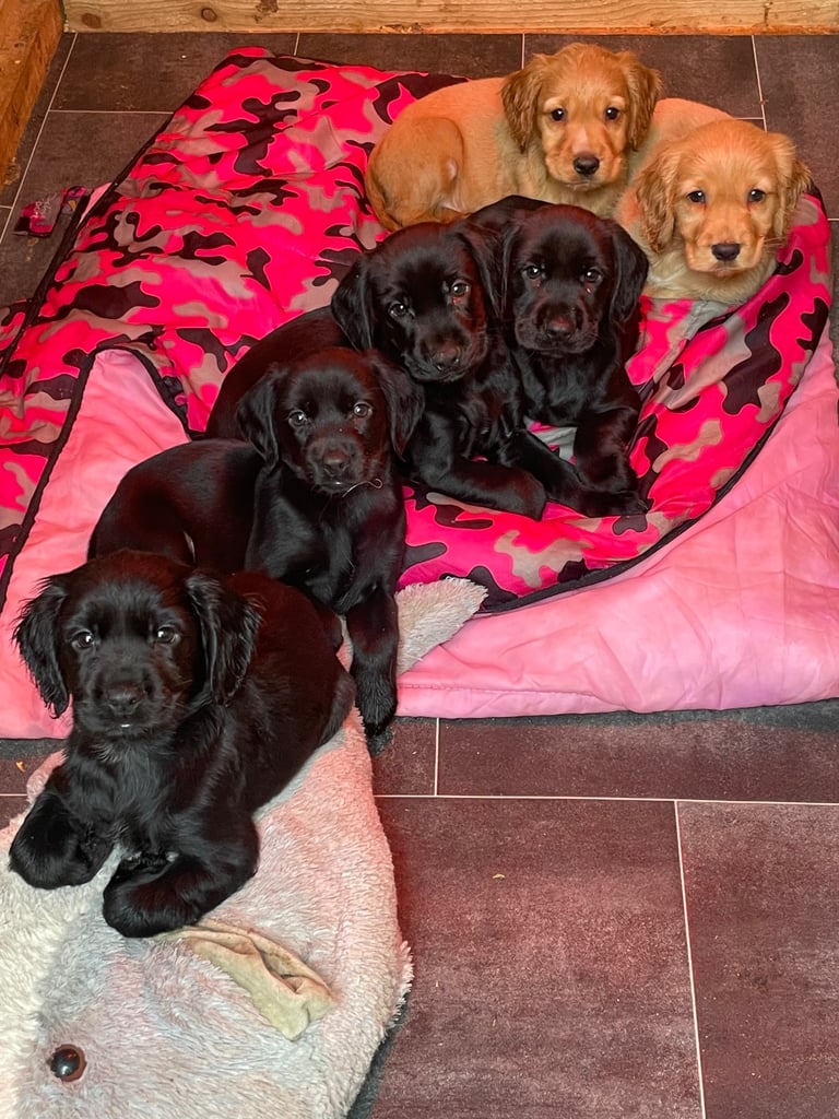 Beautiful cockerdour puppies 