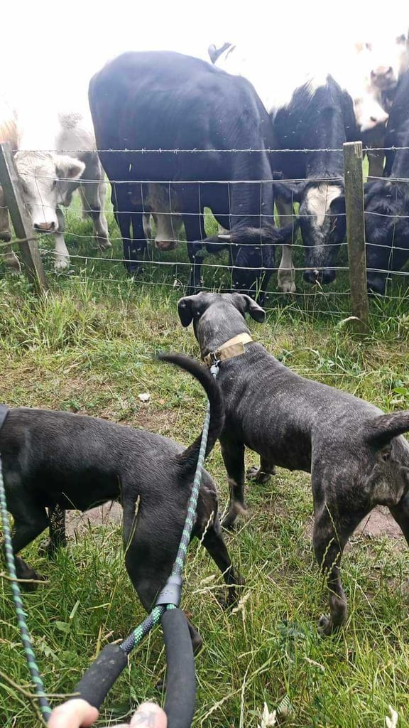 Cane Corso females iccf paperwork