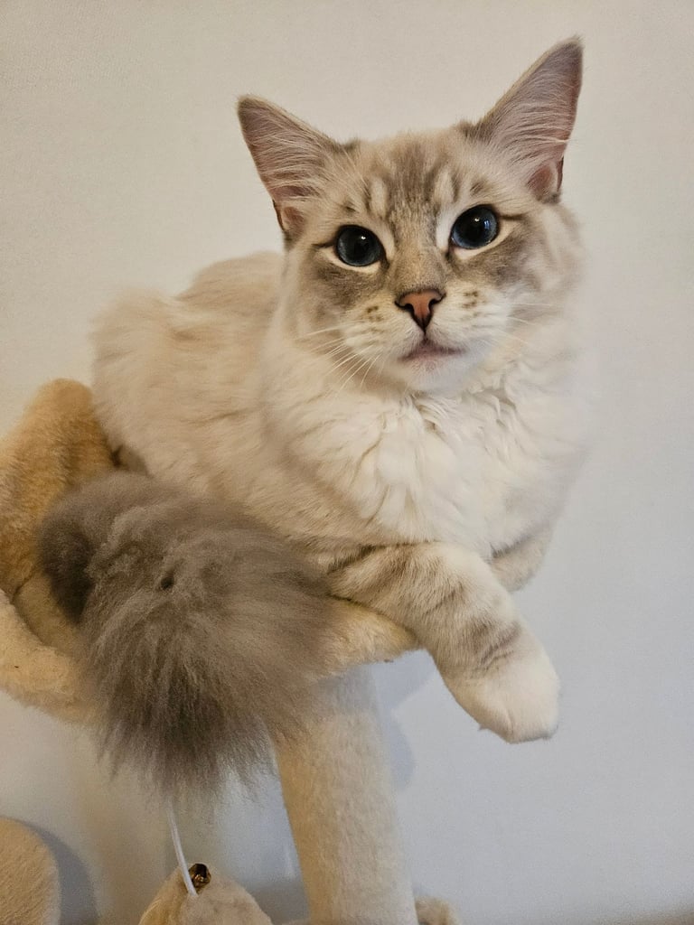 Gorgeous Blue eyed Purebred Ragdolls for Sale Glasgow 5months  