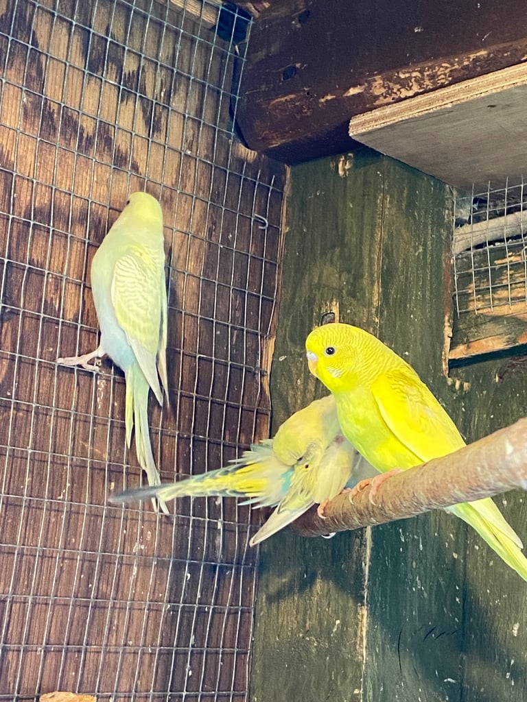 Baby budgies