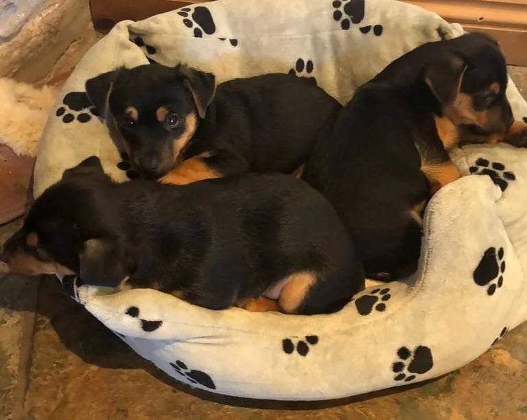 Miniature jack Russell puppies 