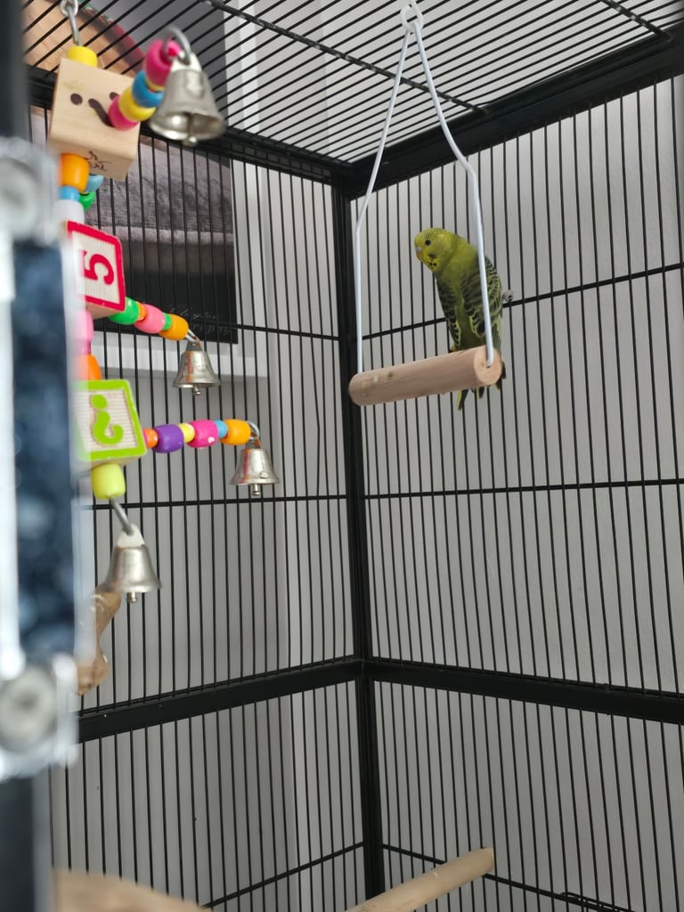 2 budgies 6 month old