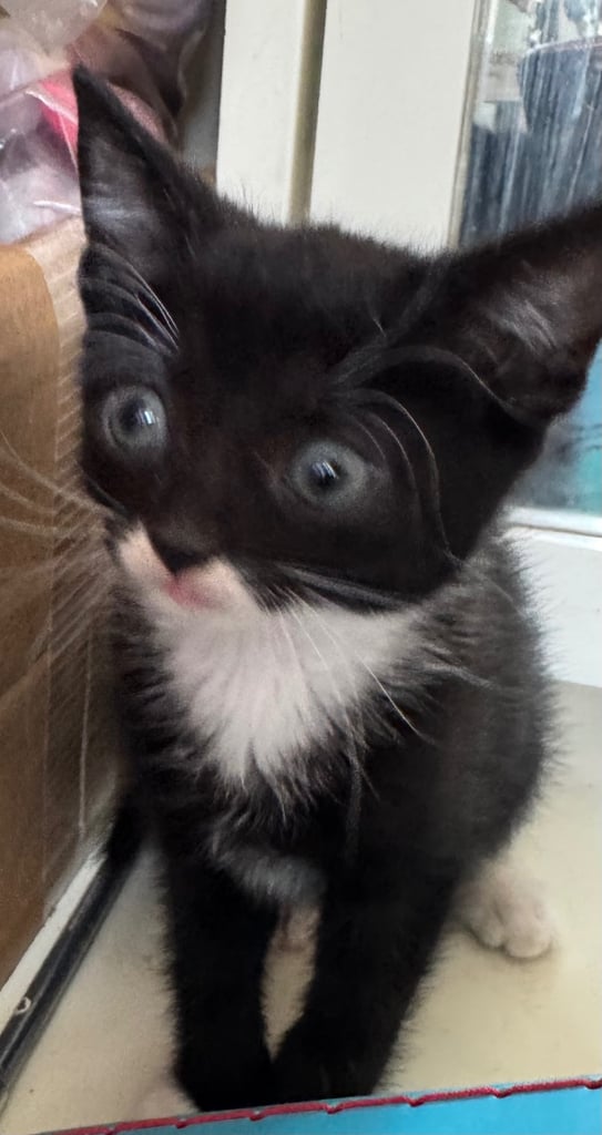 black tuxedo kittens male and female available now