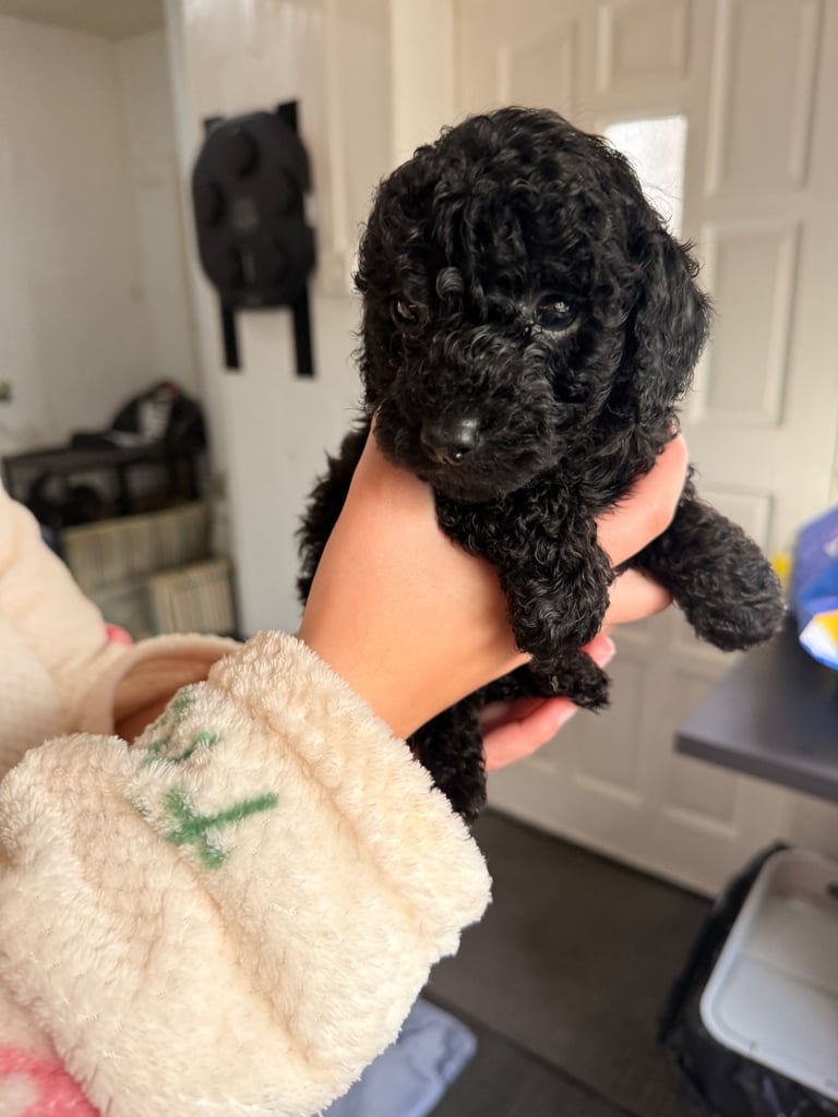 image for Beautiful Cockapoo puppies 