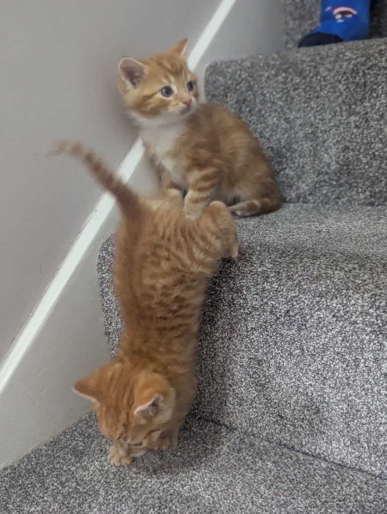 Two lovely ginger kittens 
