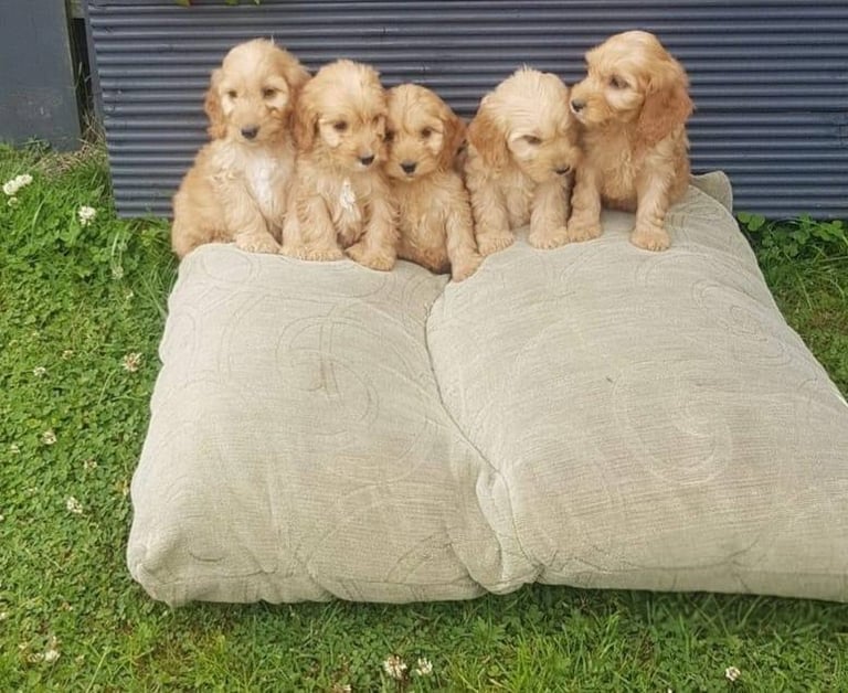 Cockapoo puppies 