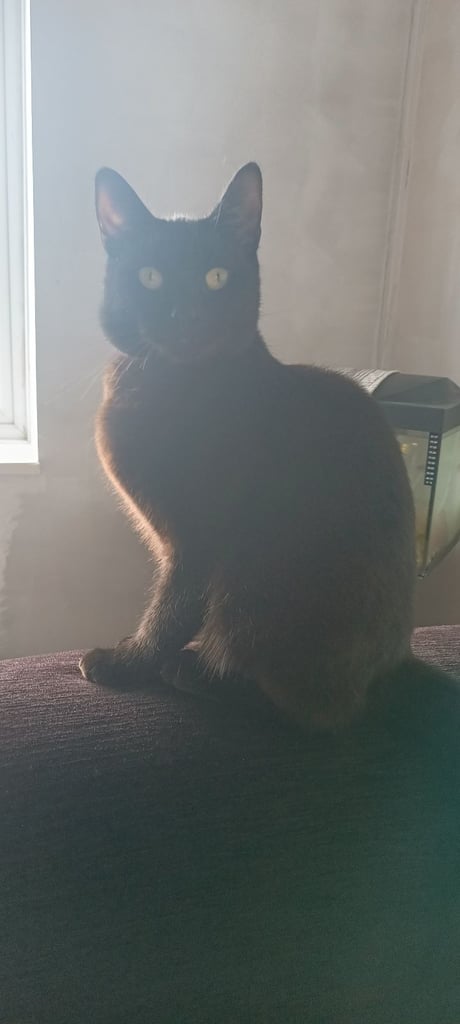 3 year old mate cat chipped and neauted 