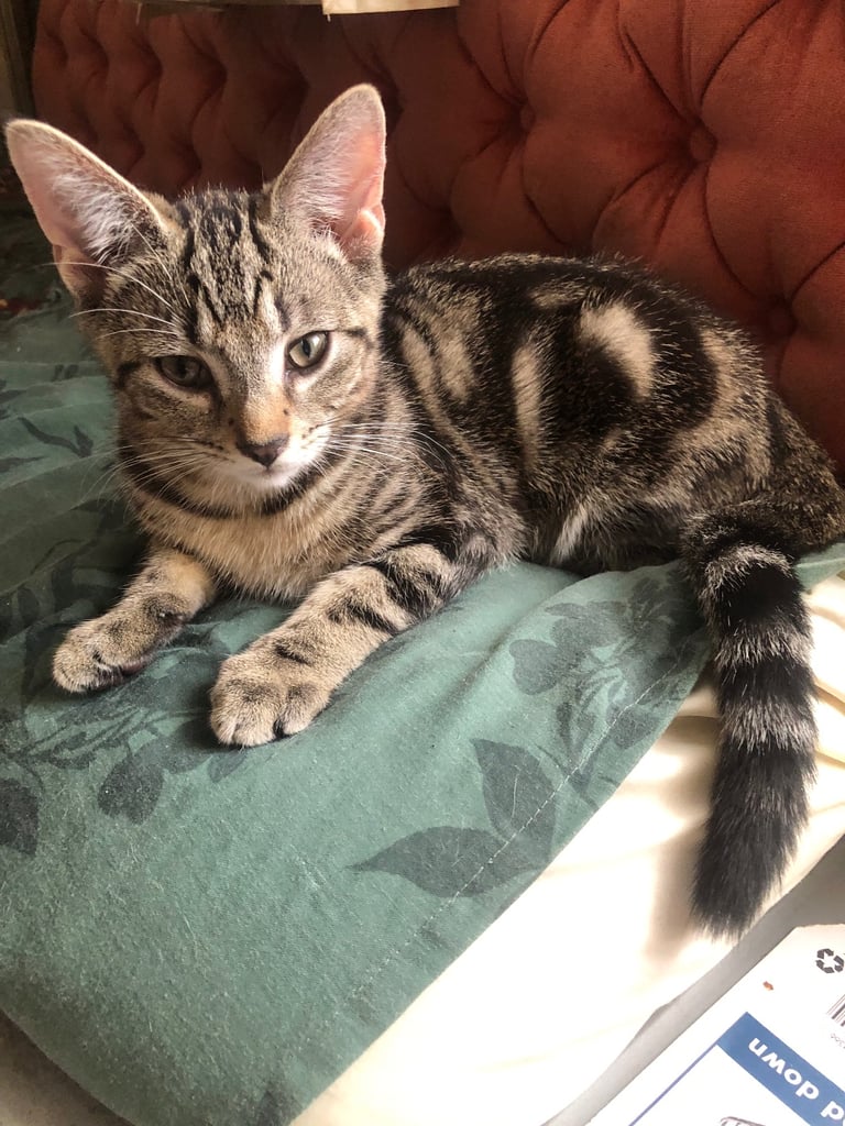 Bengal cross kitten male 