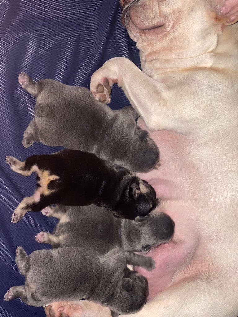 Stunning French bulldog puppies looking for their new forever home. 