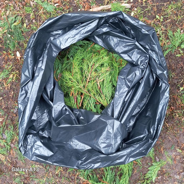 image for Free Conifer leaves