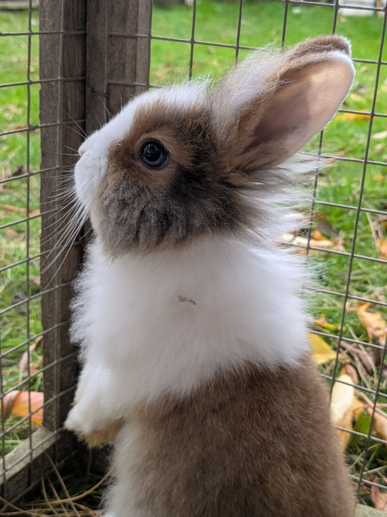 Beautiful Friendly Baby Longhair & Shorthair Rabbits for Sale