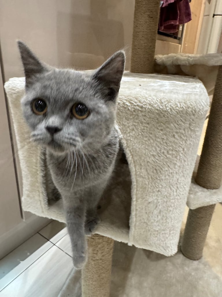 British short hair kittens 
