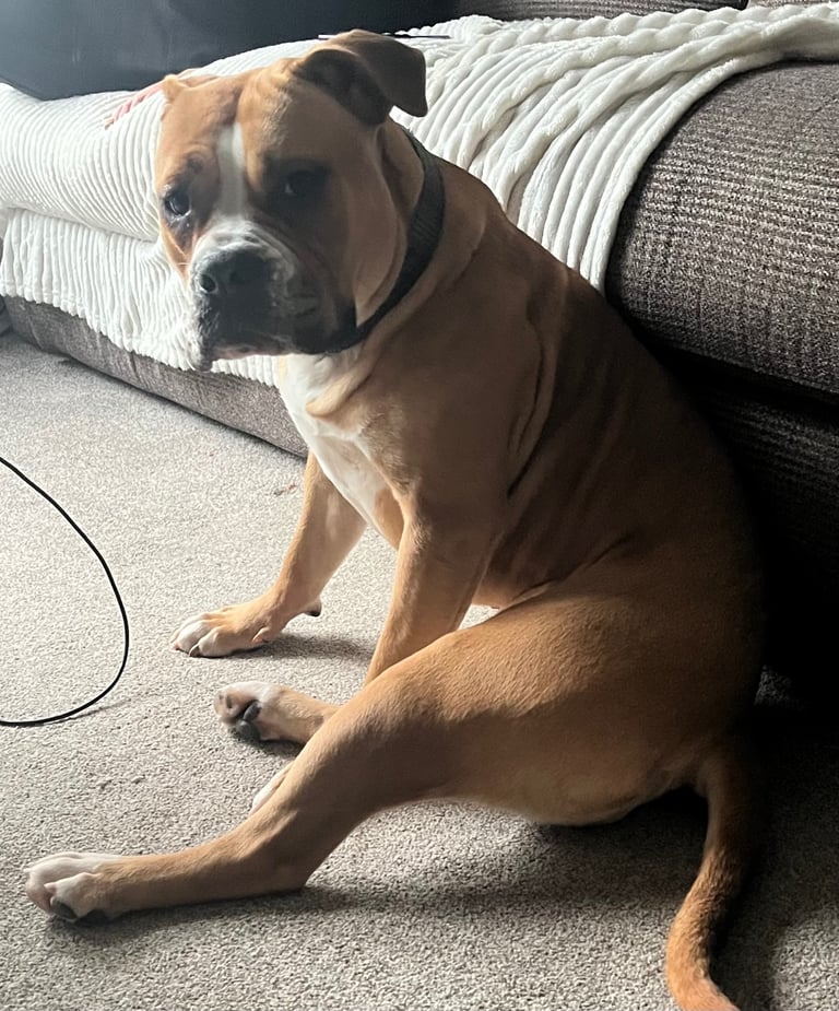 Alapaha Blue Blood Bulldog- Full pedigree