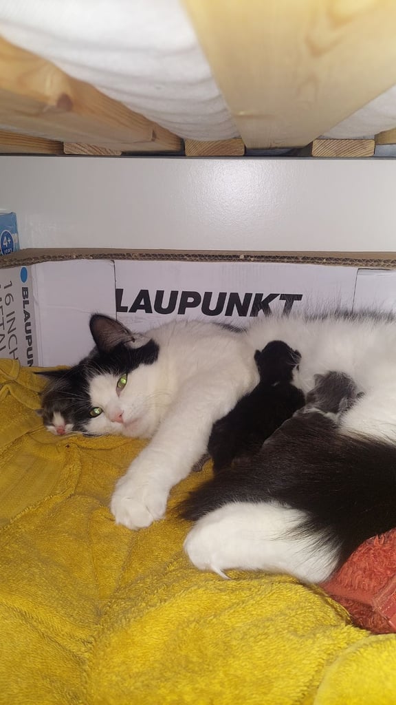 Beautiful Maine Coon x kittens