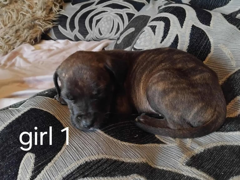 image for Staffy cross king corsa 