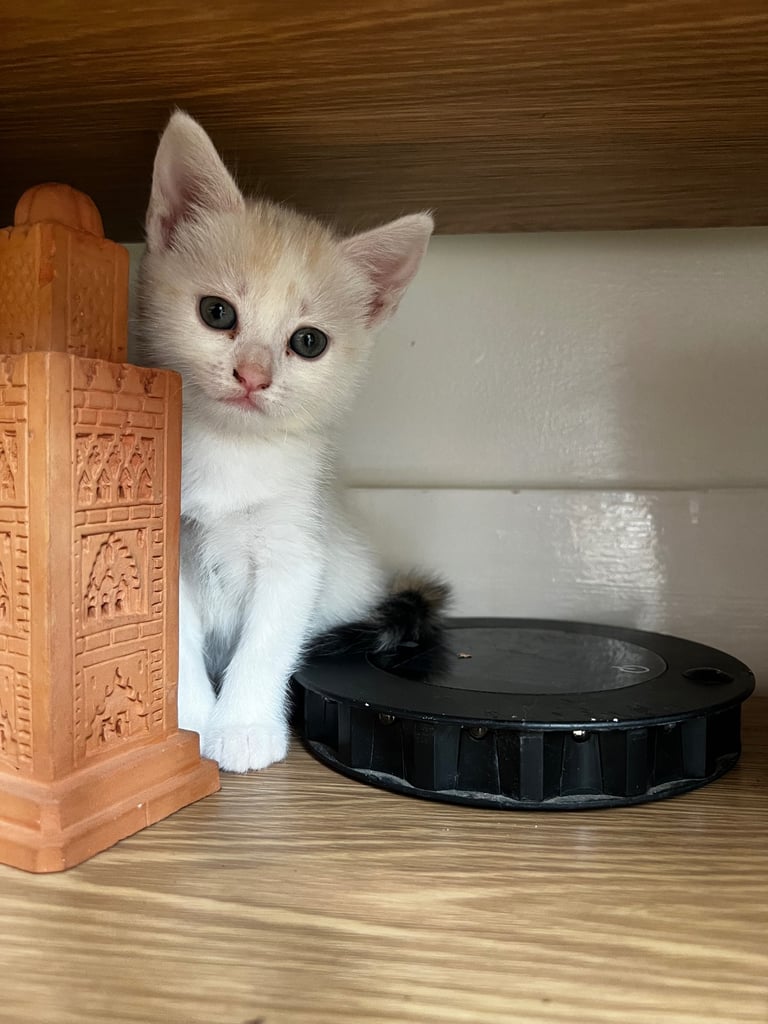 Kittens Cute Persian Mix Friendly cat