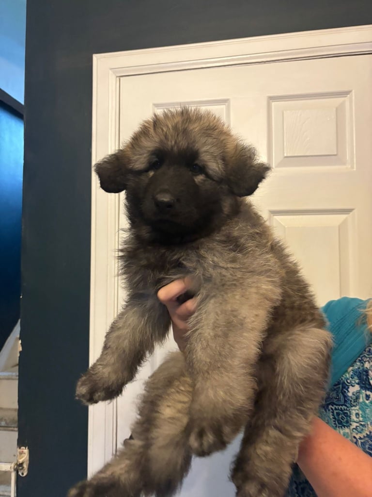 KC Straight Back Long Coat GSD Puppies.