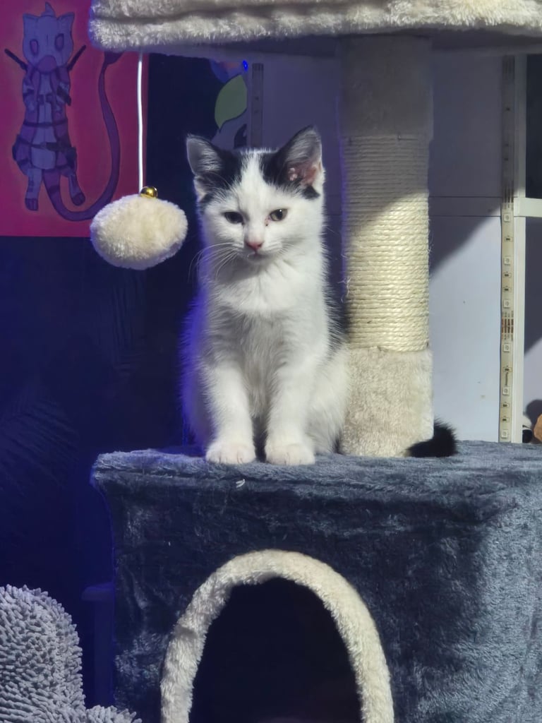 Female black and white kitten