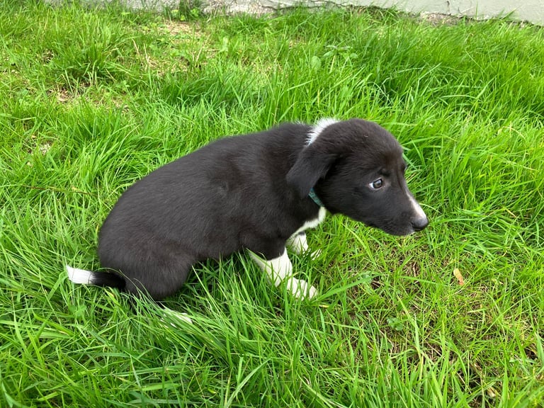 Border Collie Pups