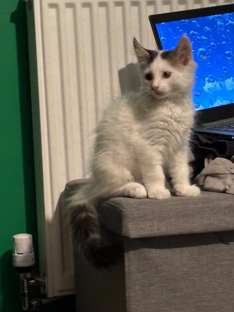 image for 11 weeks old kitten